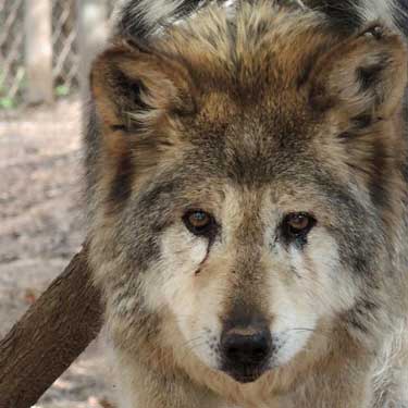 wolf